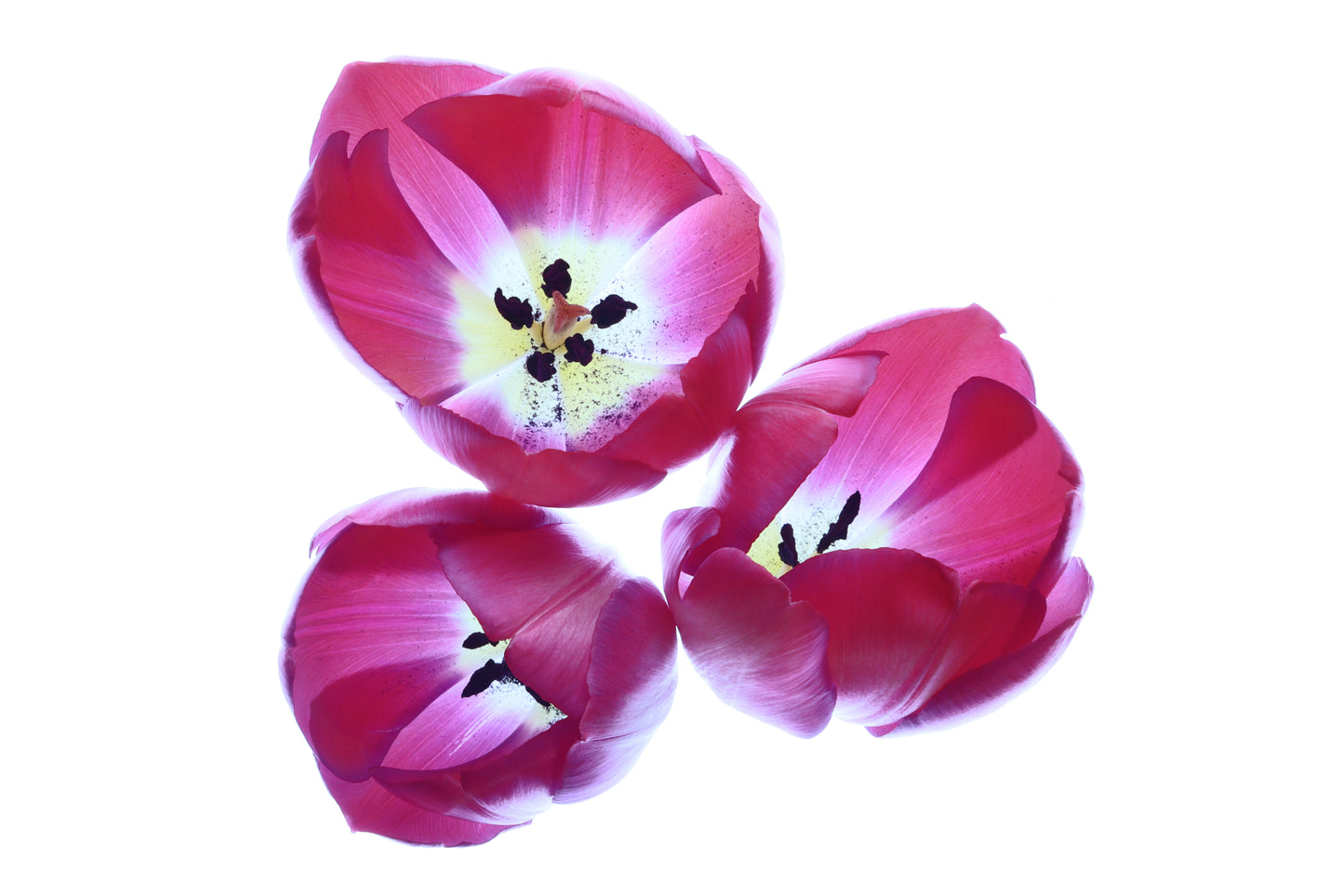 Macro tulips trio