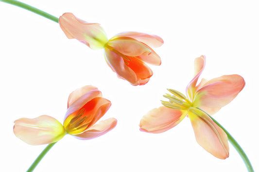 Tulips trio