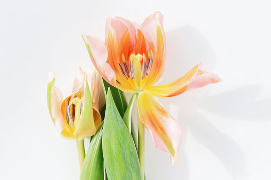 Parrot tulips background