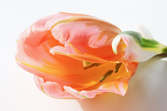 Feather tulip
