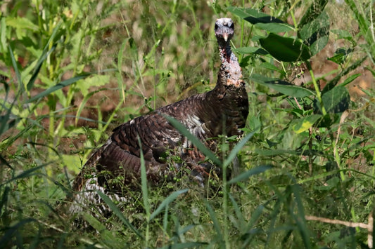 Eastern Wild Turkey