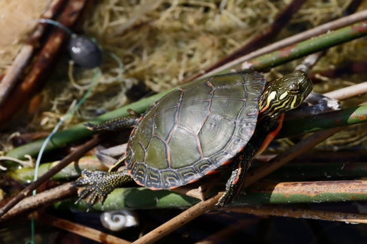 Turtle amongst fishing trash