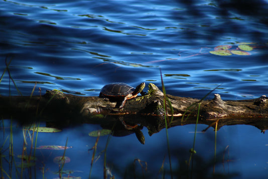 Sunbathing turtle