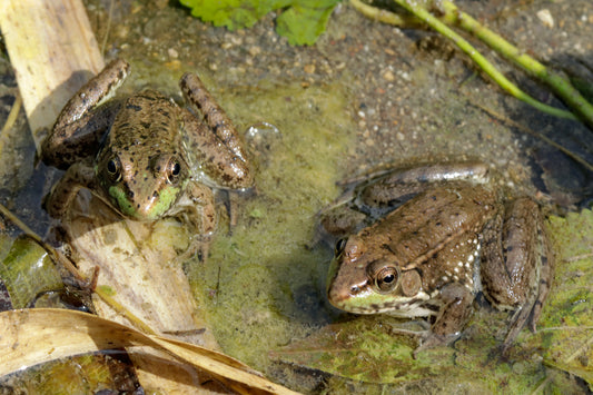 Common pond frog pair