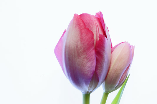 Tulip pair