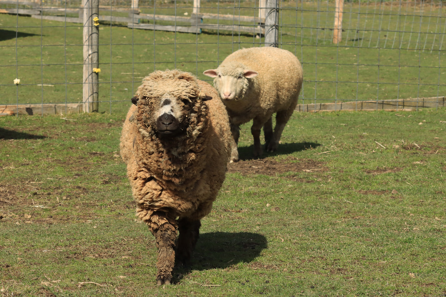 Sheep pair