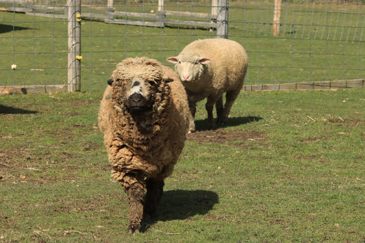 Sheep pair