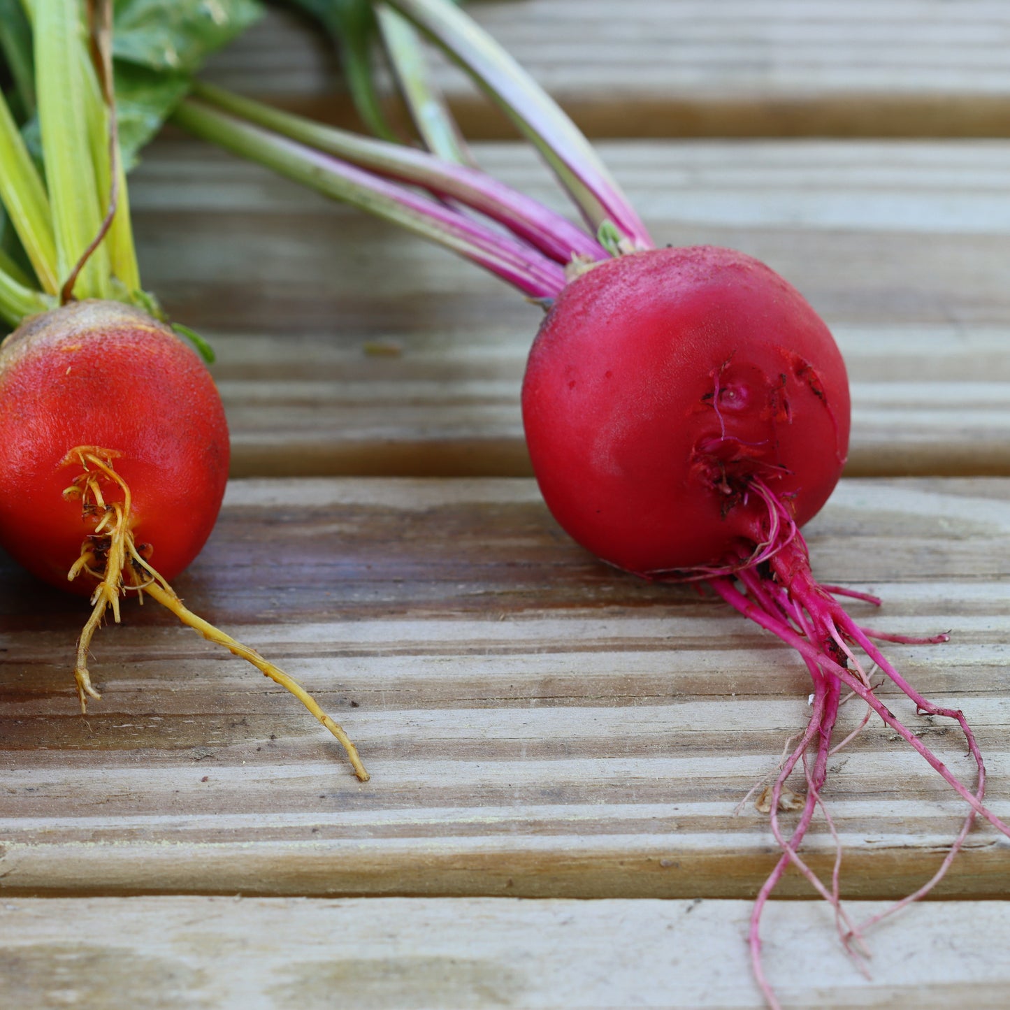 Homegrown beets