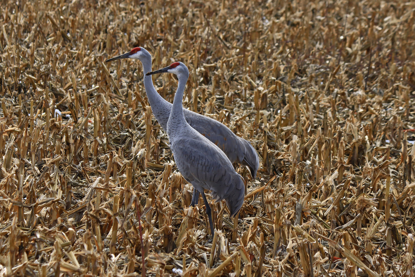 Cranes together