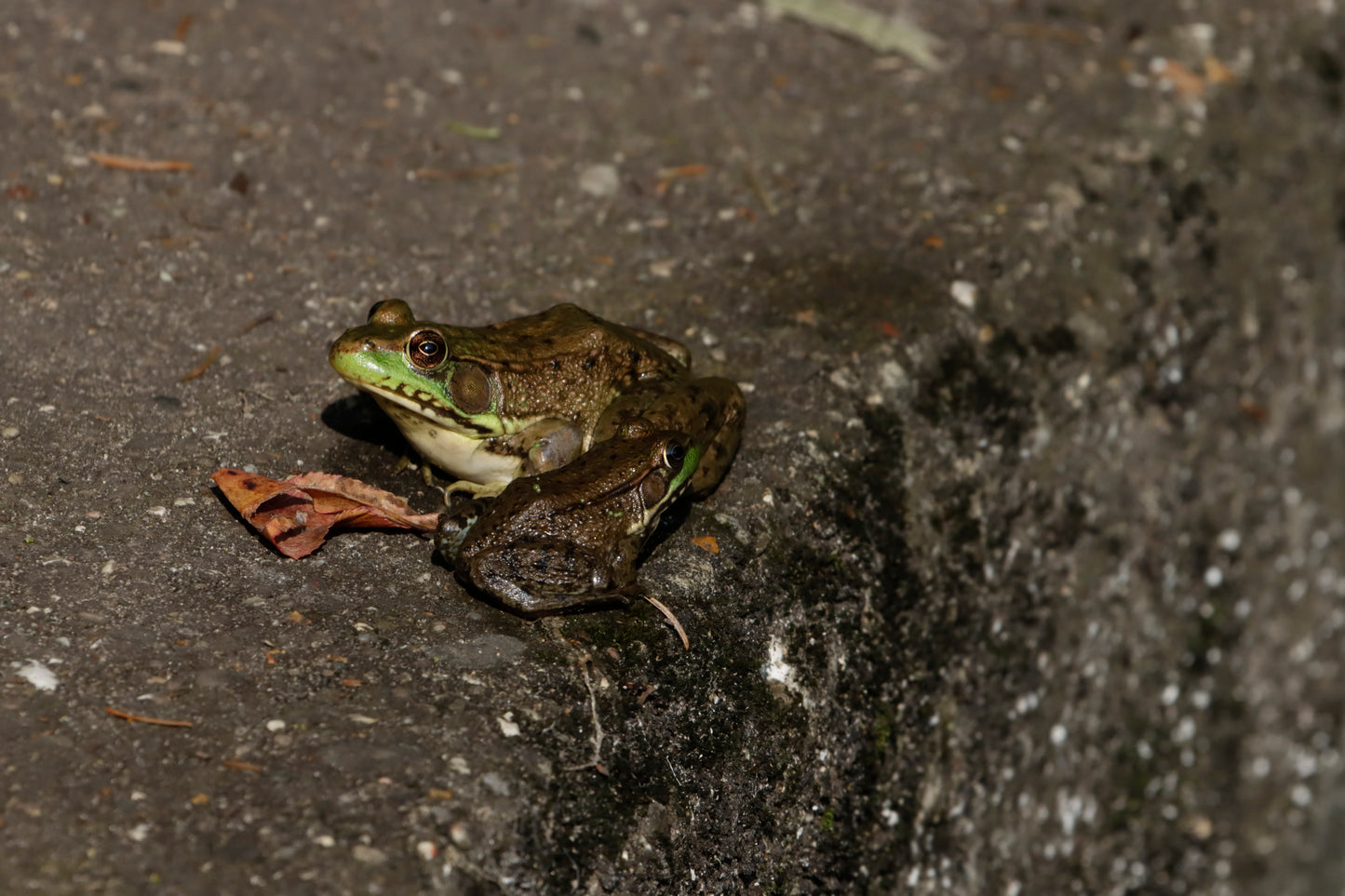 Green frog pair