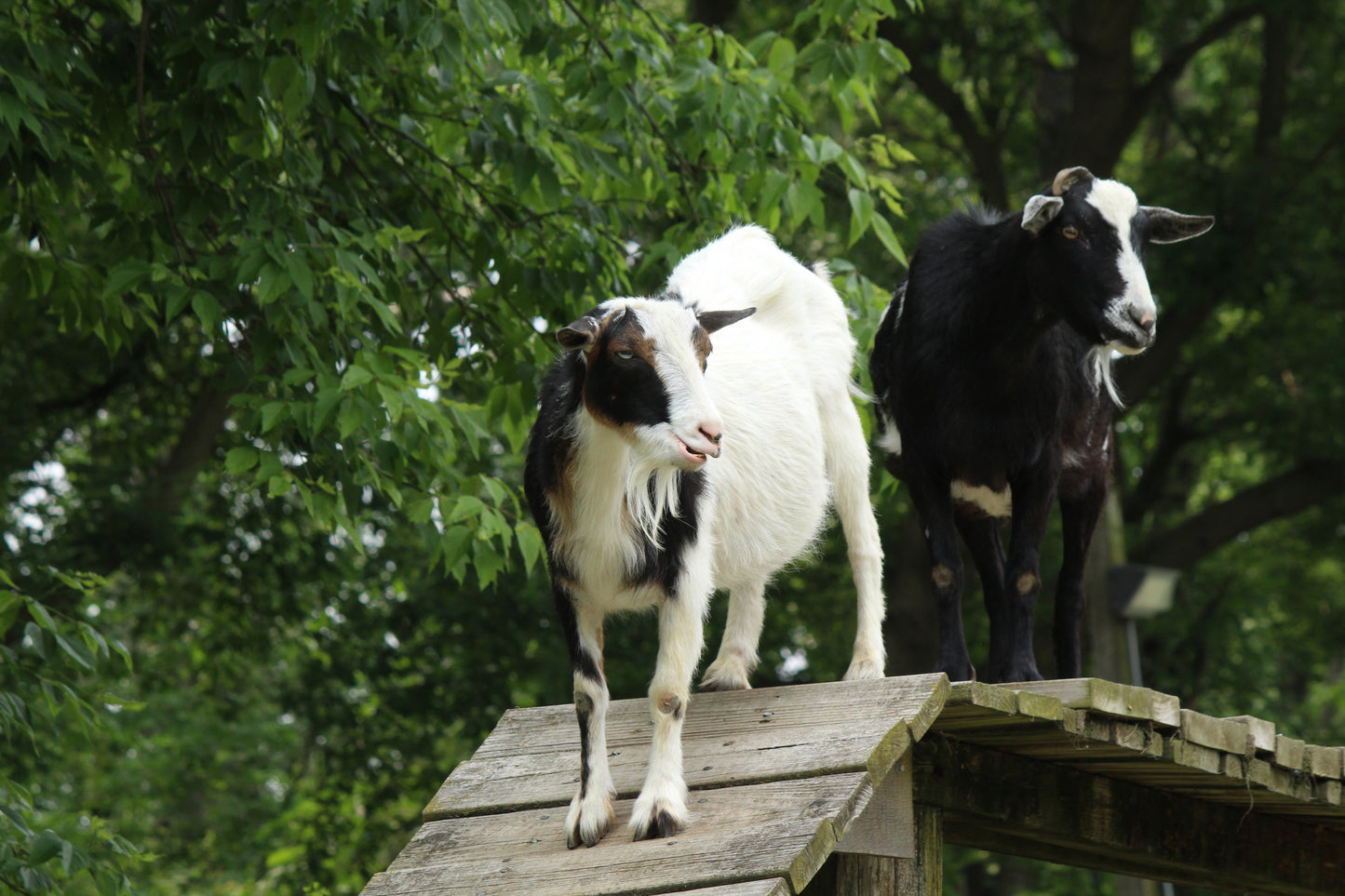 Goat behavior