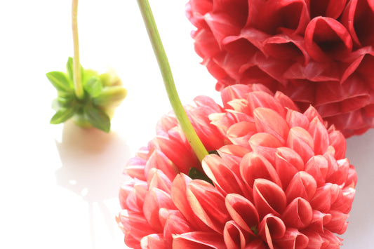 Dahlia still life