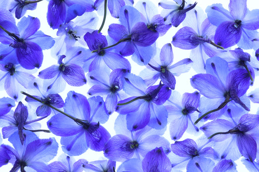 Delphiniums
