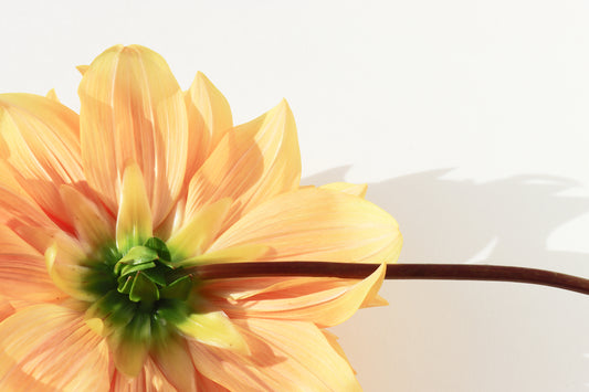Dahlia understory