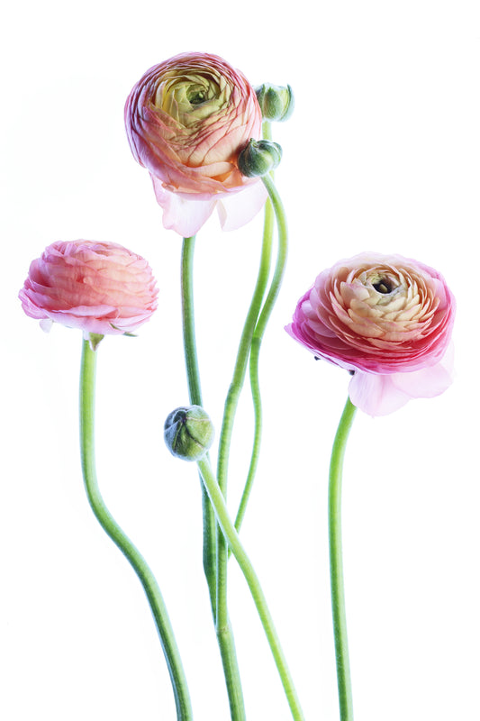 Pink ranunculus bouquet