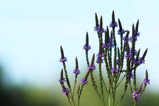 Vervain