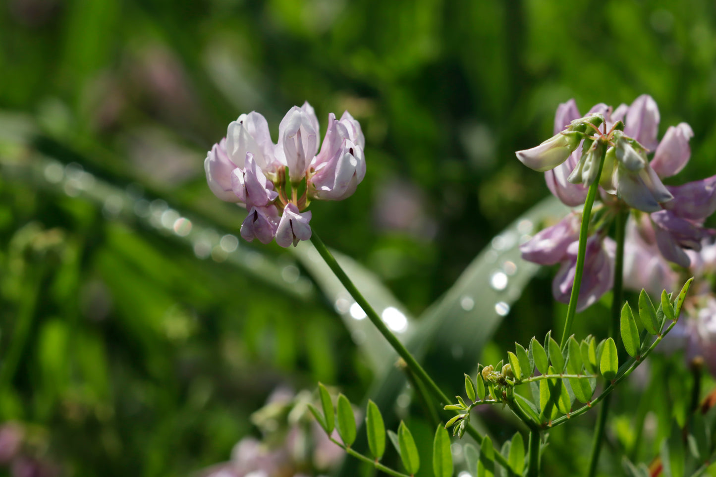 Common vetch