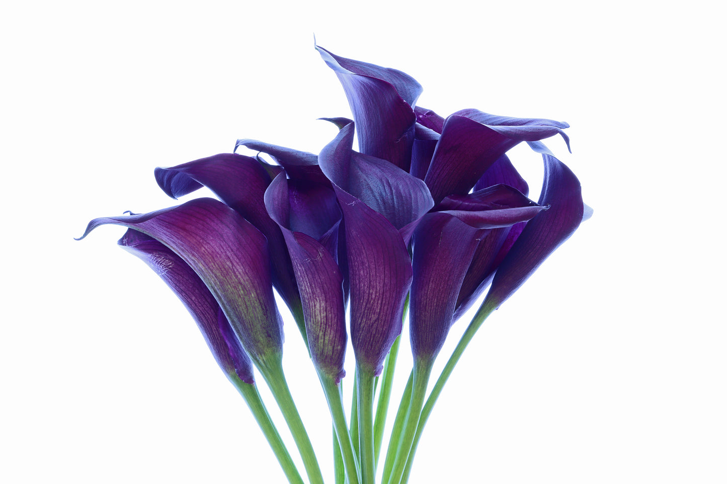 Purple calla lilies