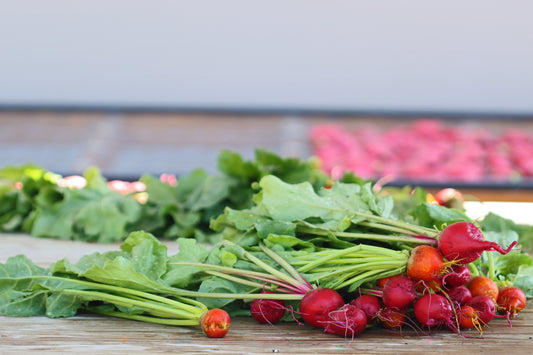 Beet harvest II