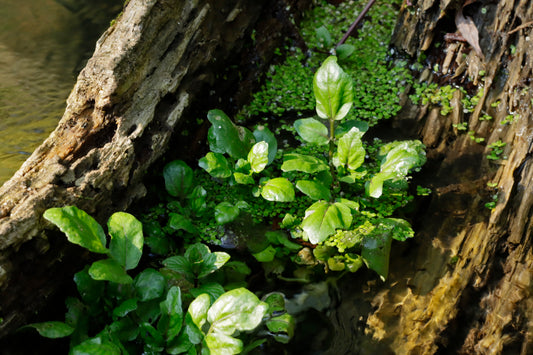 Watercress