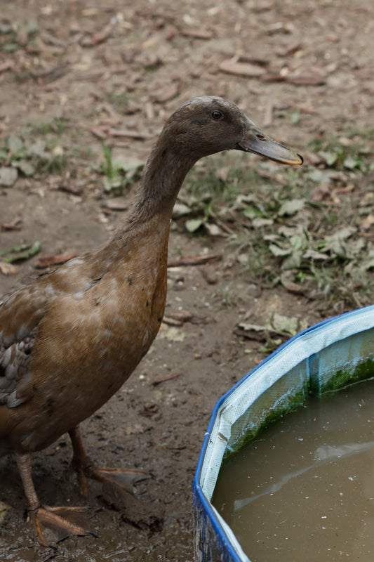 Water duck