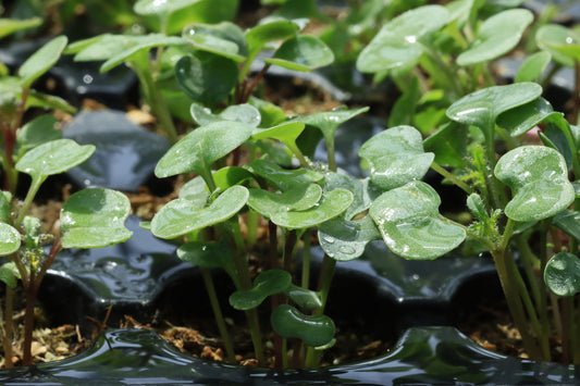 Radish seedlings