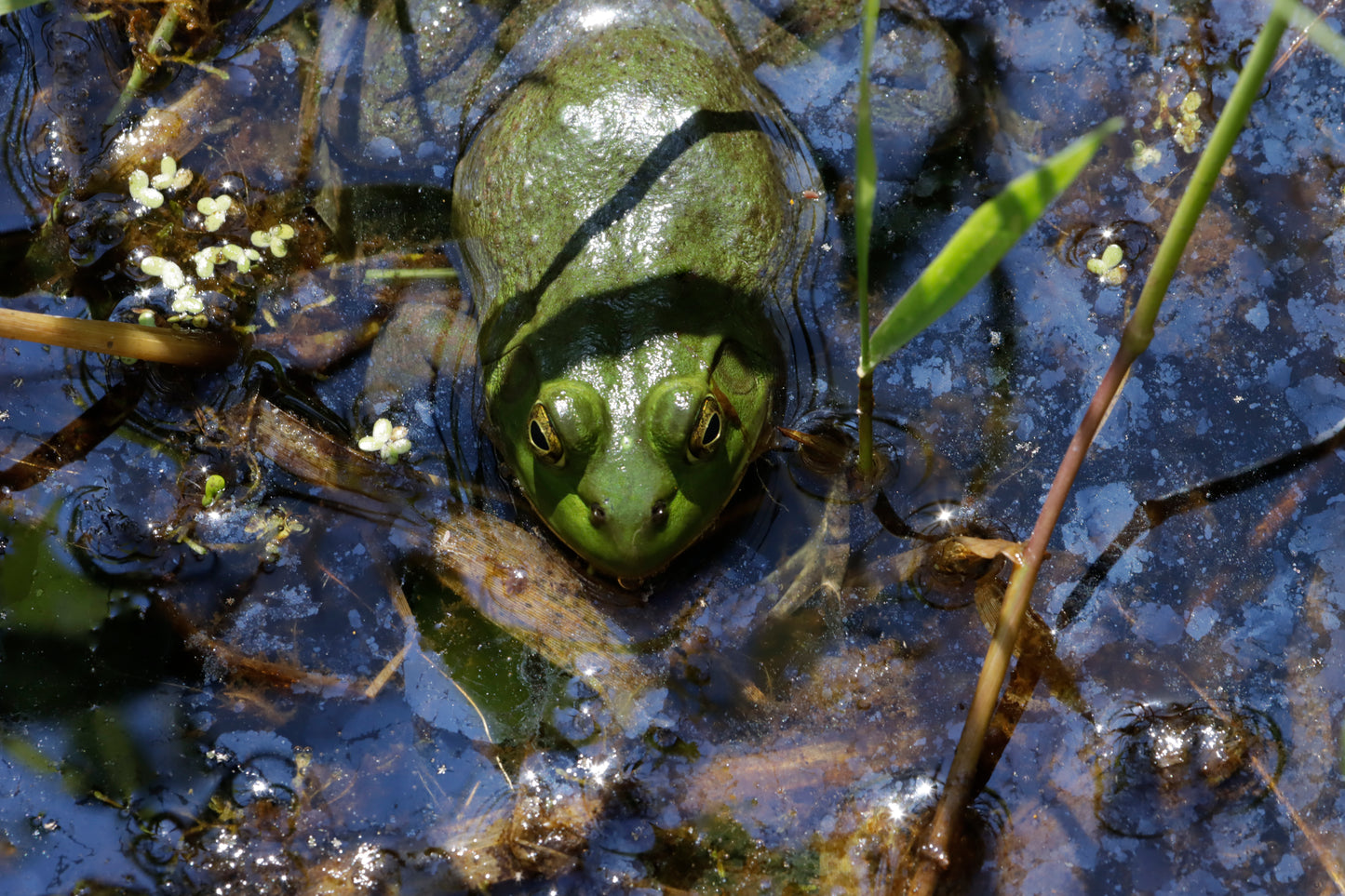 Water frog