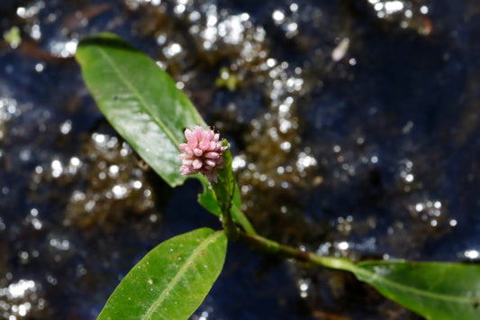 Water smartweed