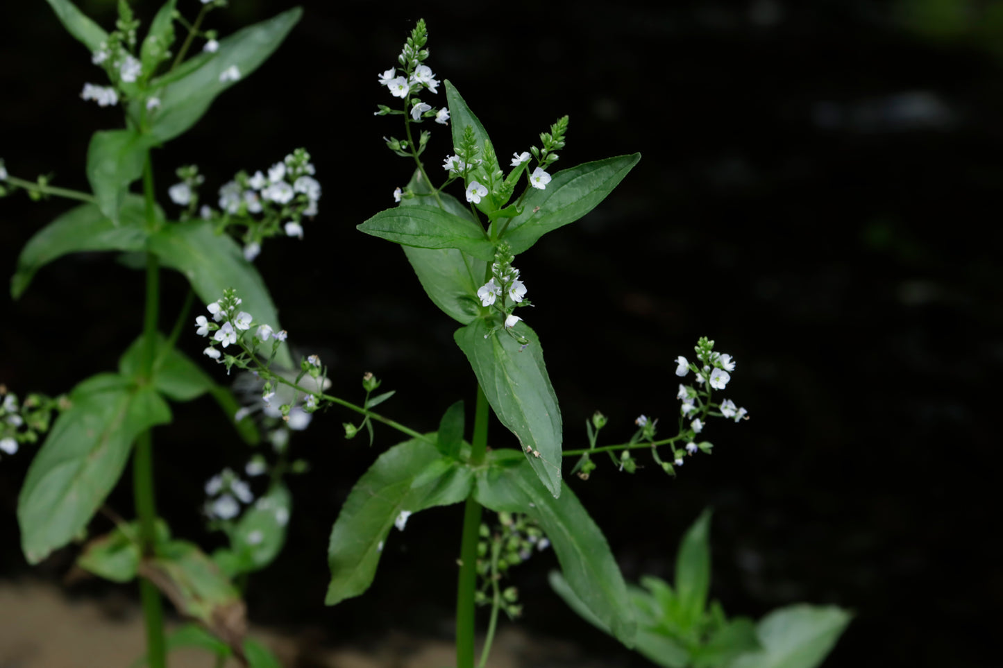 Water speedwell