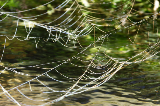 Web over water