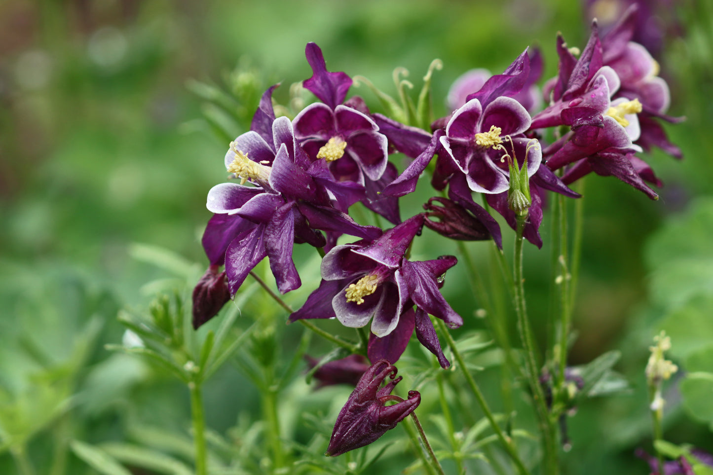 Purple columbines