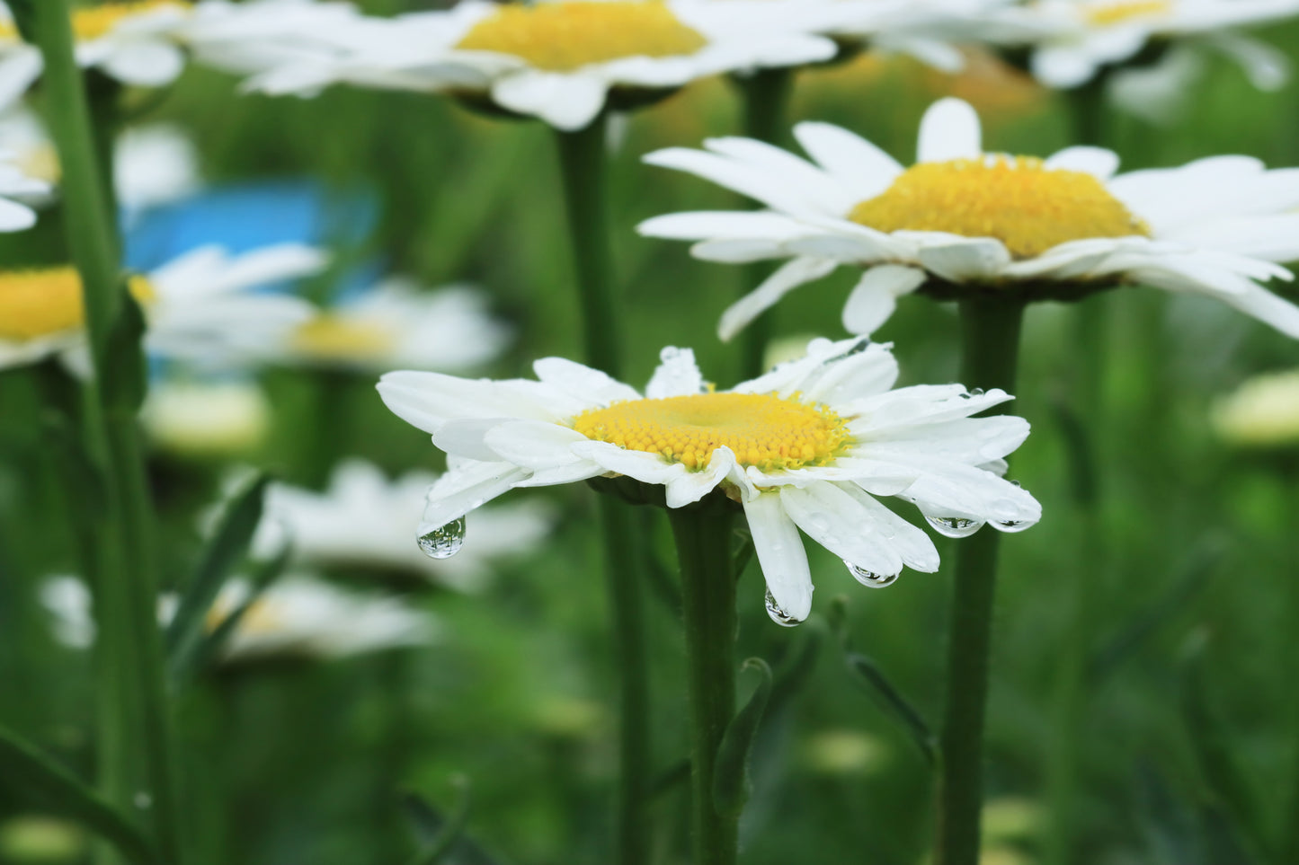 Daisy in the rain