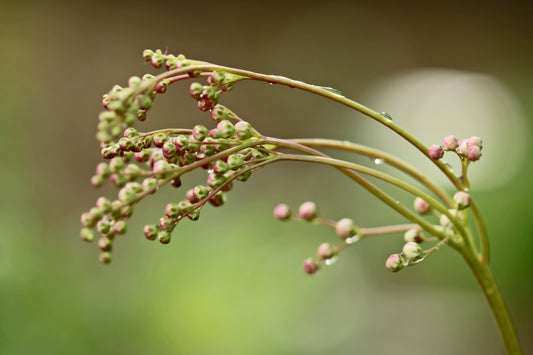 Queen of the Prairie budding