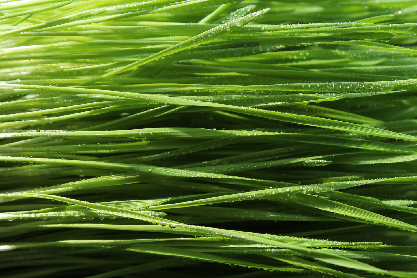 Wheatgrass