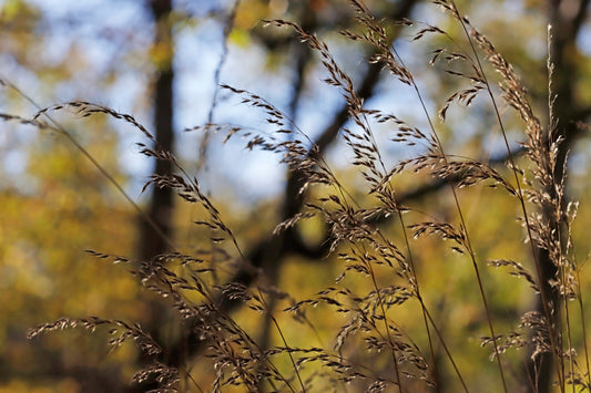 Autumns flourish