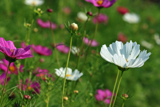 Cosmos garden