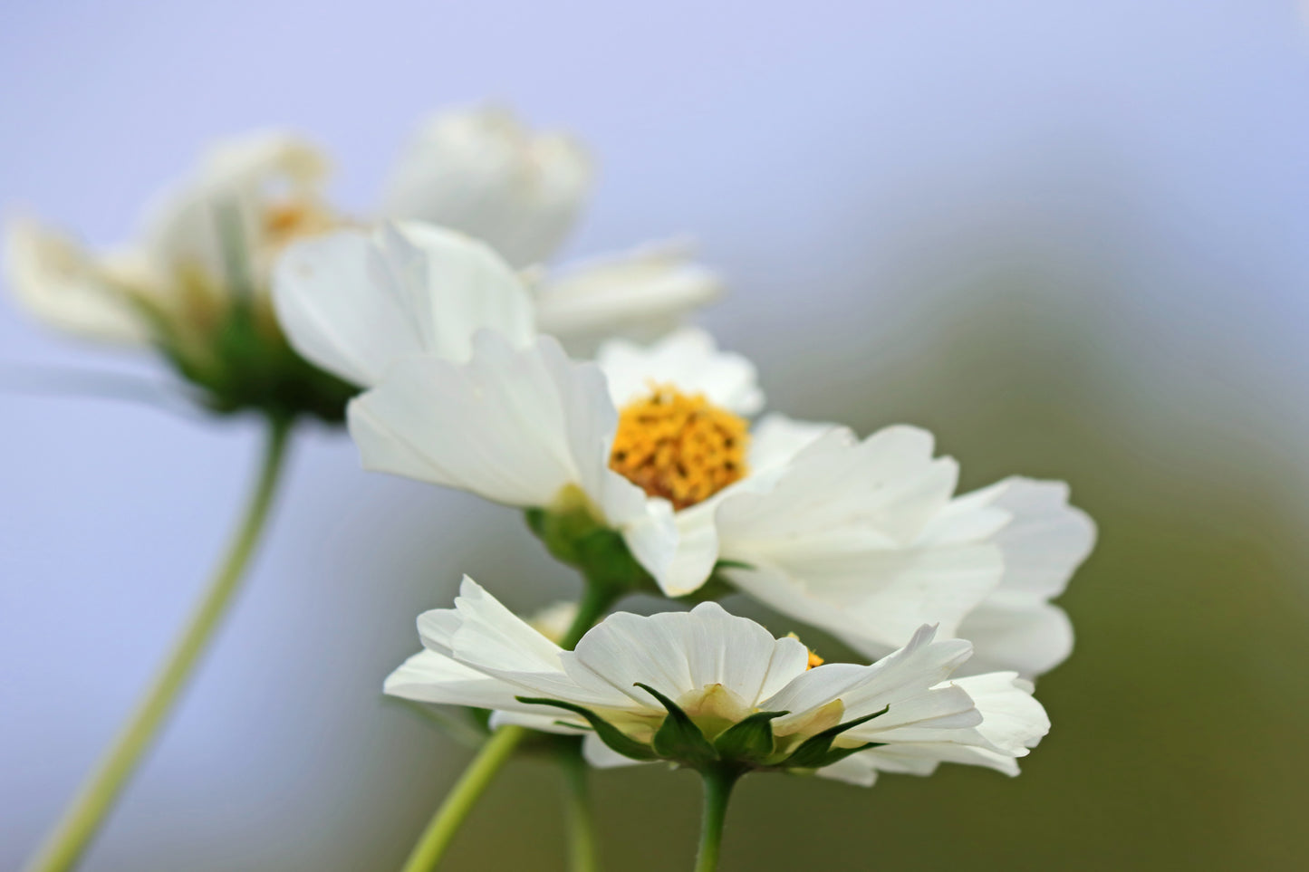 White cosmos