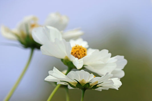 White cosmos