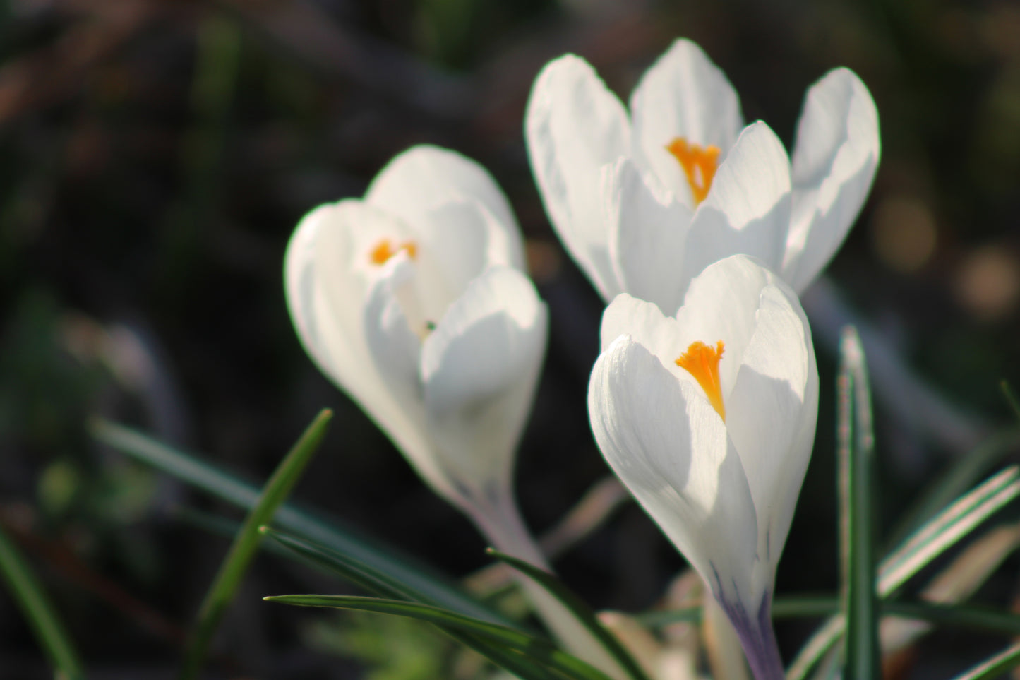 Morning light on crocus