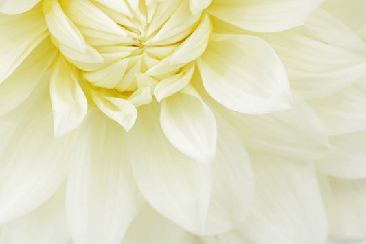 White dahlia