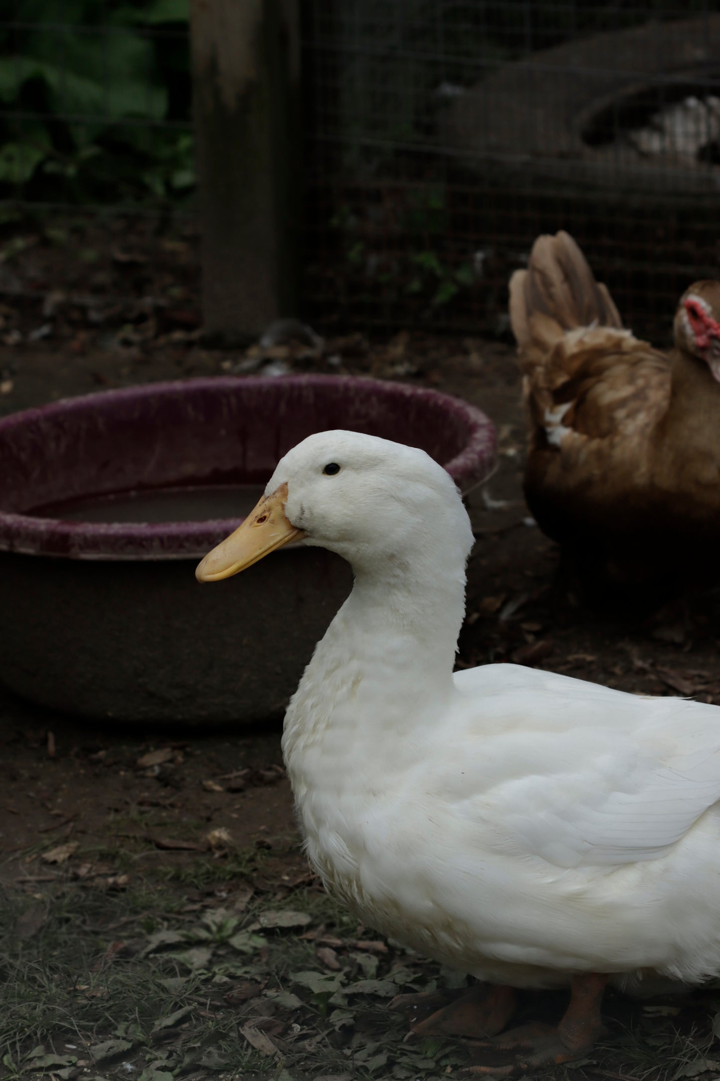 White duck in the barn yard