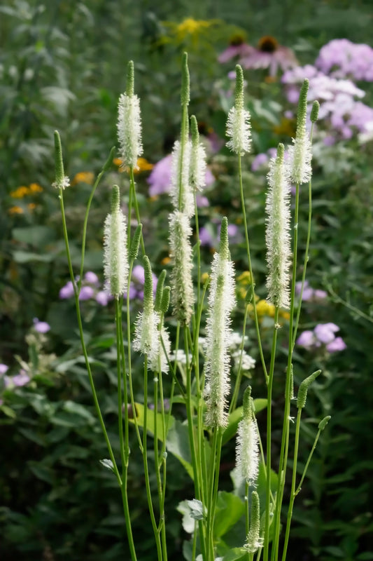 Canadian Burnet