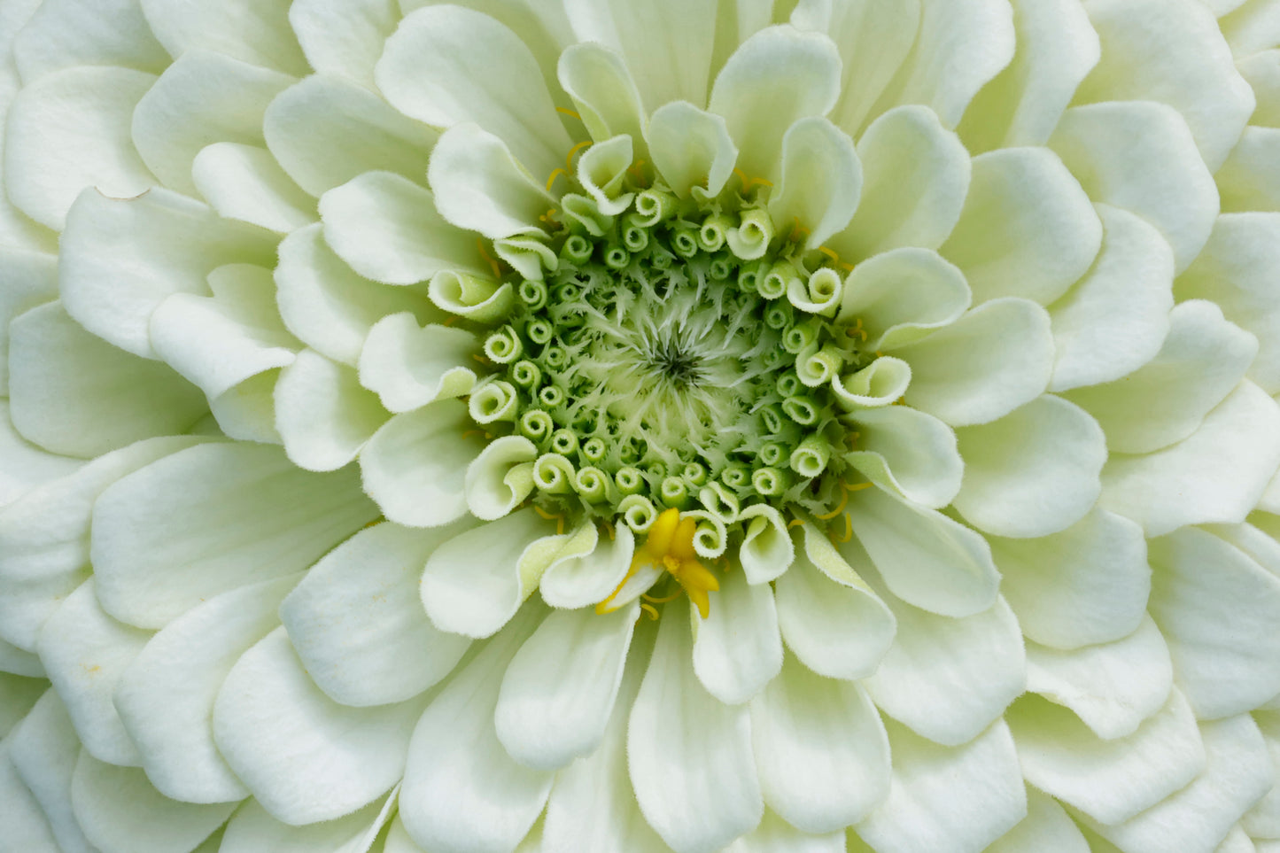 White macro zinnia