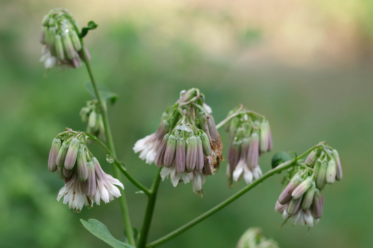 White rattlesnake root