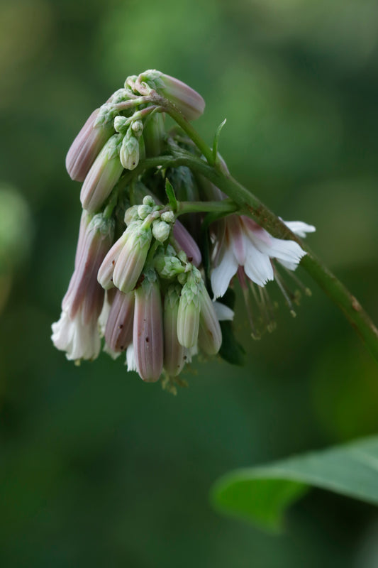 White rattlesnake root