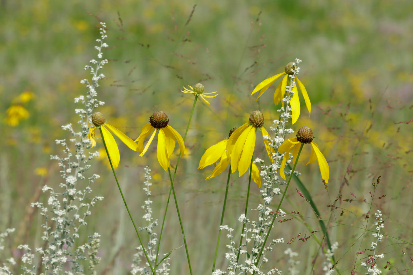 White sagebrush, Switchgrass and Yellow Coneflower