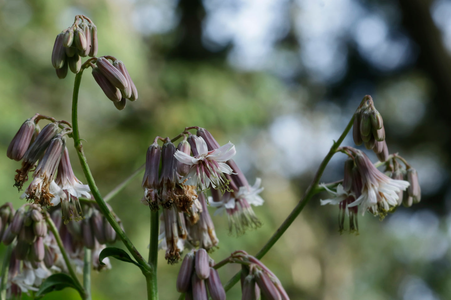 White rattlesnake root flower