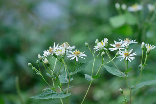 White wood aster