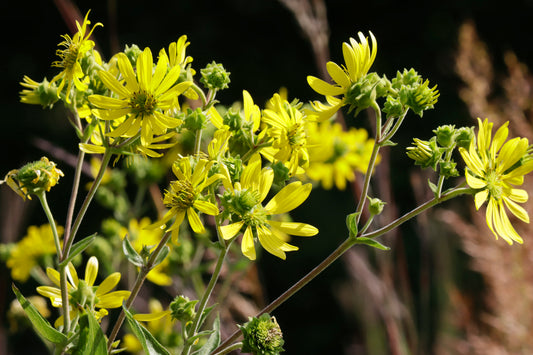 Wholeleaf Rosinweed