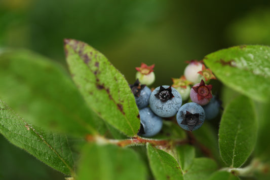 Blueberry plant